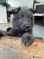 German Shepherd dogs - Advert 2