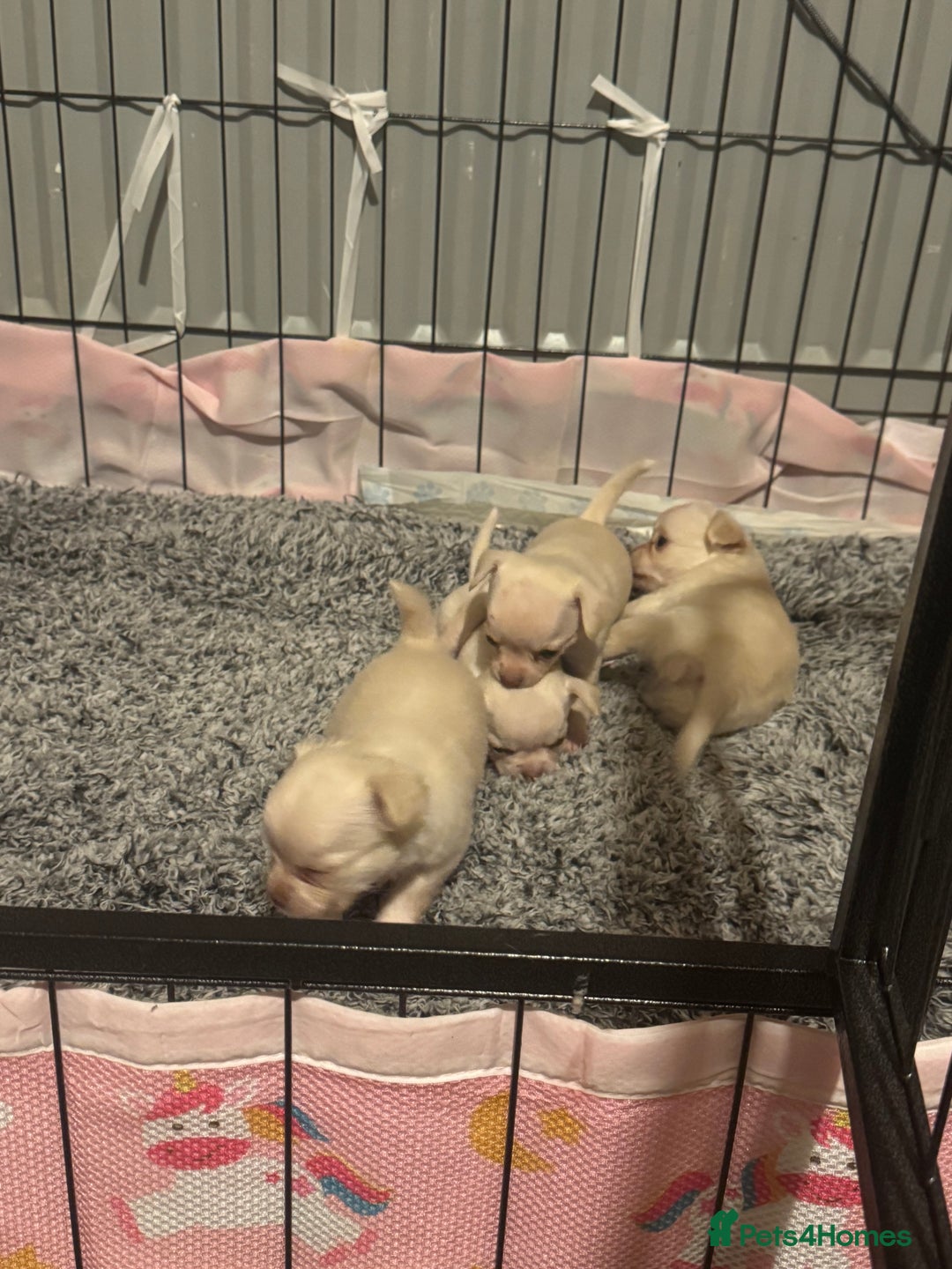 Chihuahua dogs for sale: Double chocolate platinum baby’s  - Image 10