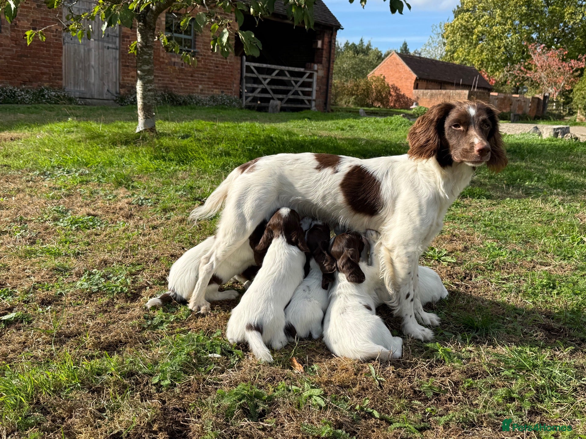 English Springer Spaniel dogs English Springer Spaniel pups, KC registered  - Advert 2