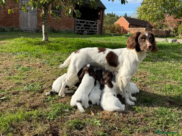 English Springer Spaniel dogs for sale: English Springer Spaniel pups, KC registered - Advert 2