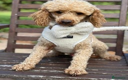 Miniature Poodle dogs for stud: ✨ Proven Toy Poodle Stud ✨ - Image 7