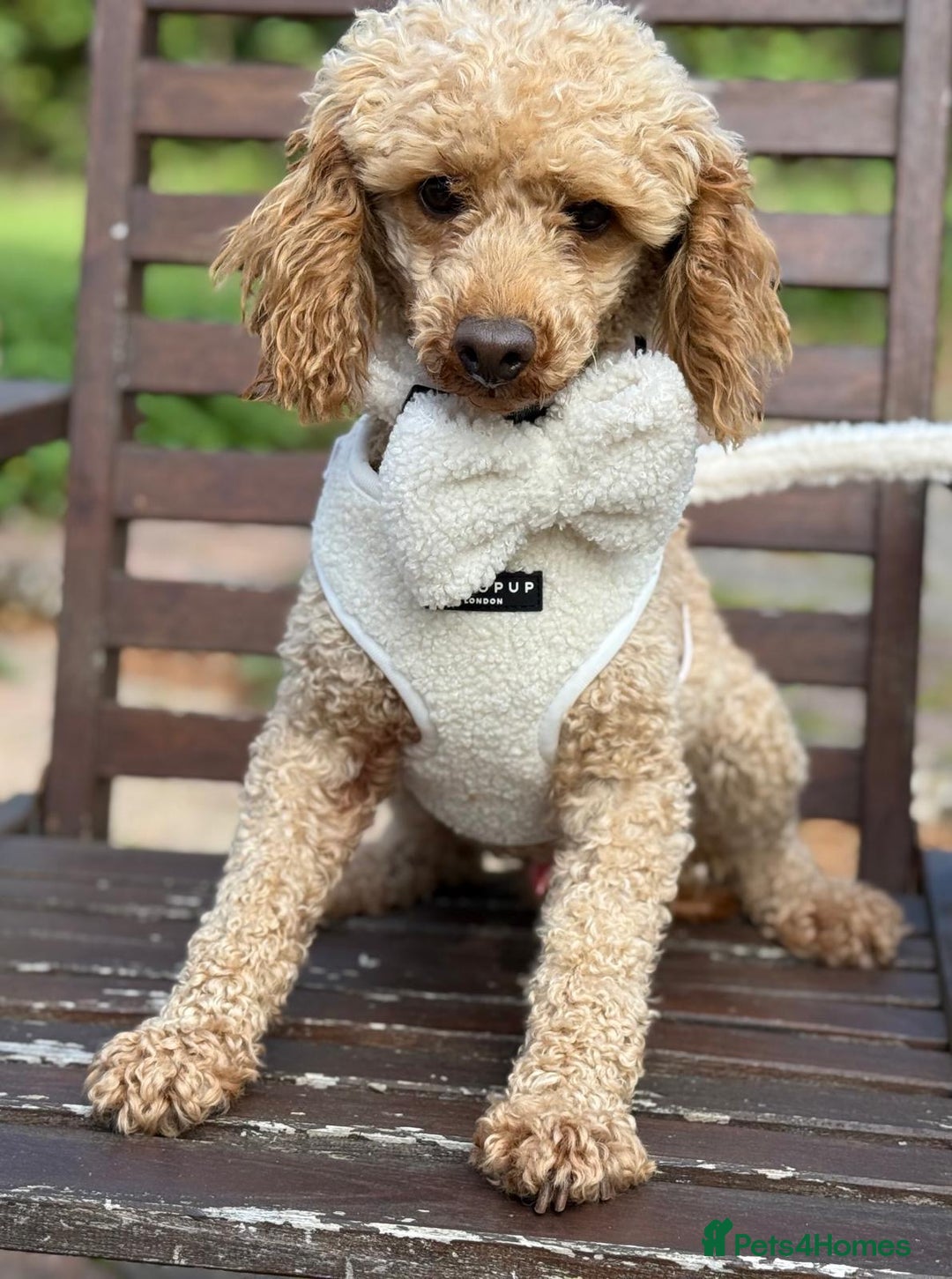 Miniature Poodle dogs for stud: ✨ Proven Toy Poodle Stud ✨ - Image 7