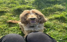 Cocker Spaniel dogs for sale: Beautiful Bailey age 6 looking for a new home - Image 7