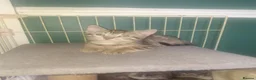 Bengal cats for sale: Bengal babies ready now - Advert 5