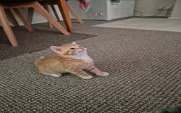Domestic Shorthair cats for sale: 4 beautiful kittens domestic short-hair. - Image 9