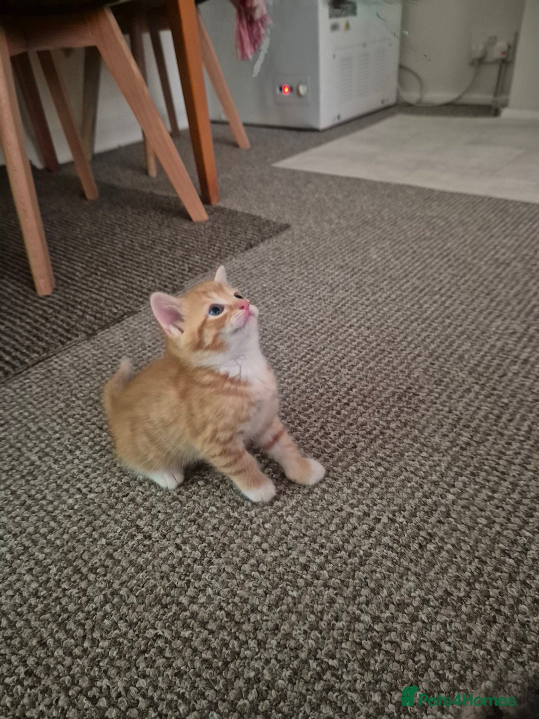Domestic Shorthair cats for sale: 4 beautiful kittens domestic short-hair. - Image 9