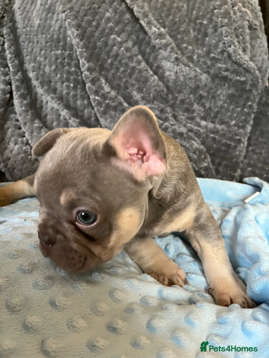 French Bulldog dogs for sale: Adorable French Bulldog puppies - Advert 6
