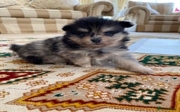 Pomeranian dogs for sale: Stunning litter merl Pomeranian - Image 21