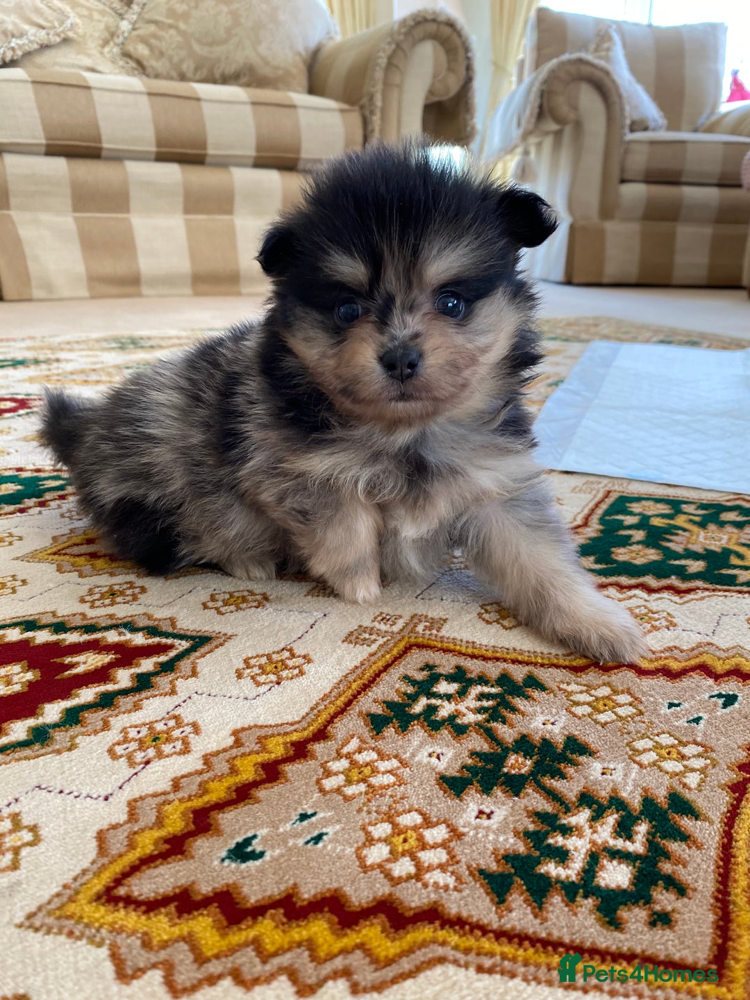 Pomeranian dogs for sale: Stunning litter merl Pomeranian - Image 21