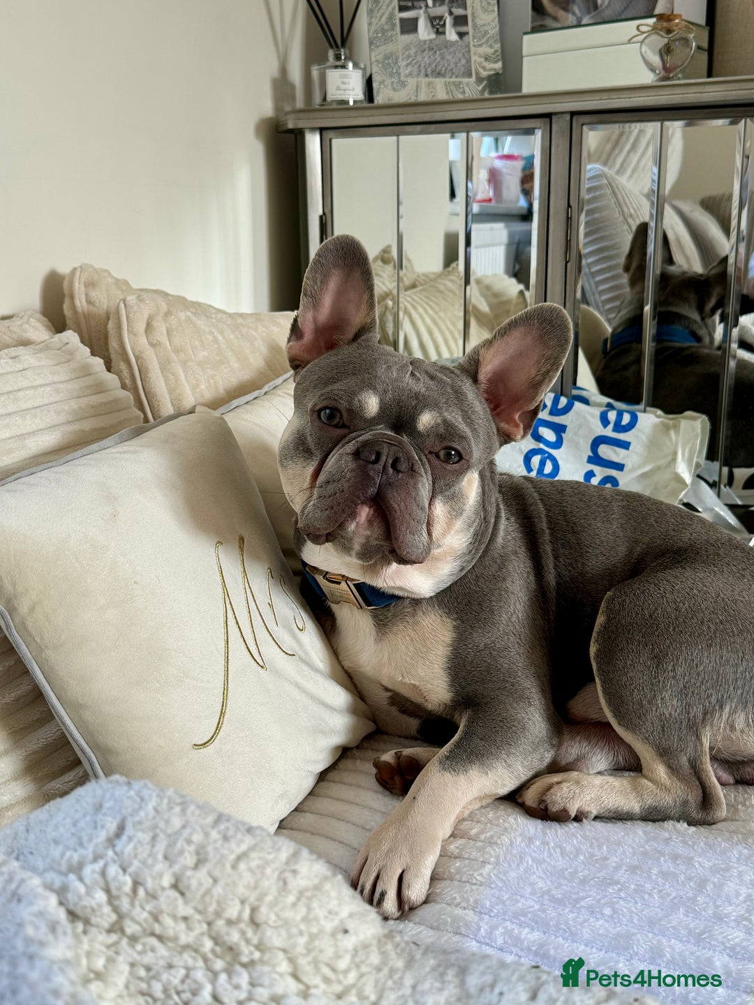 French Bulldog dogs for stud: French Bulldog For stud! KC Registered  in Chester - Image 2