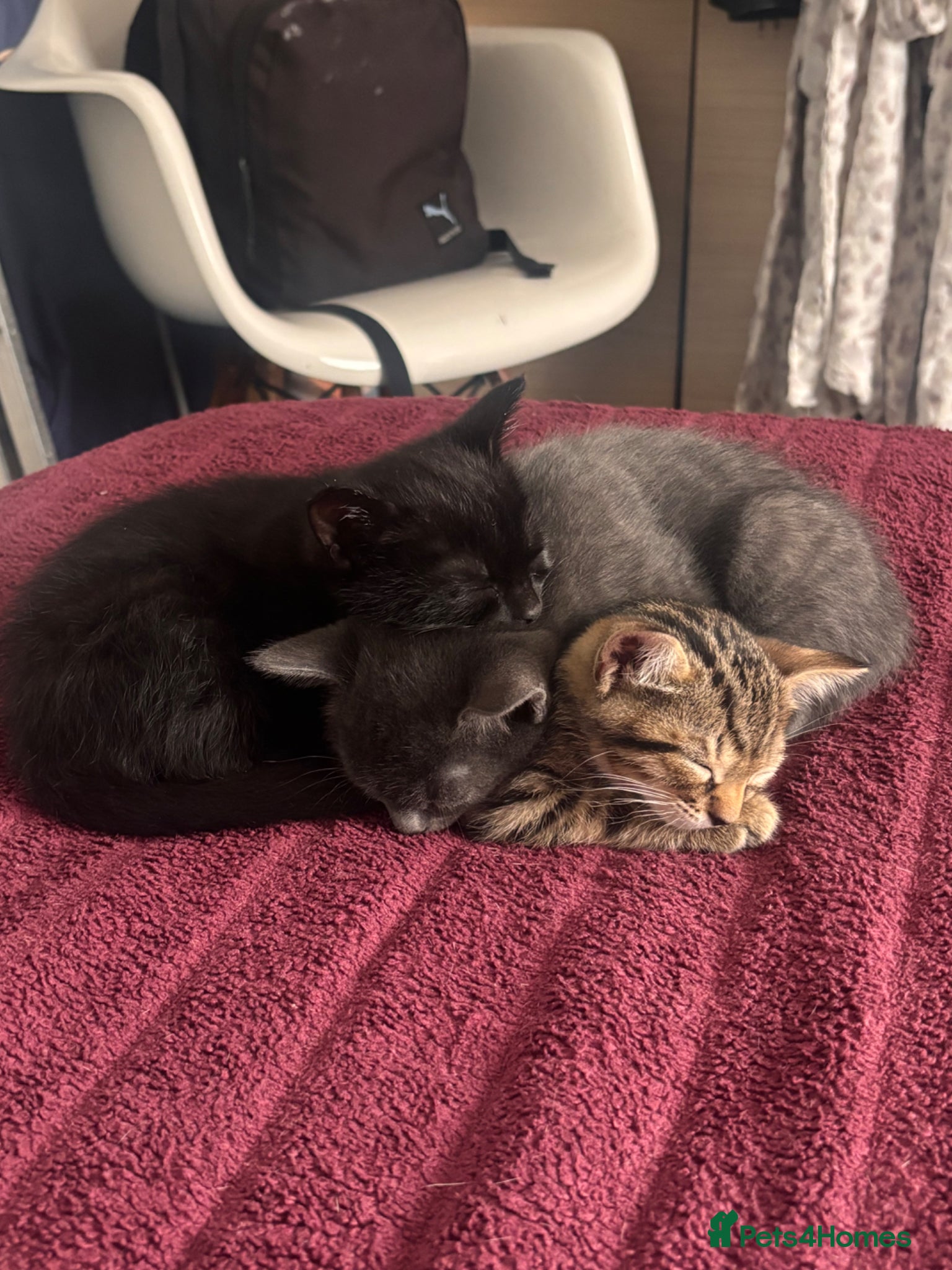 American Shorthair cats 5 female tabbys  - Advert 11