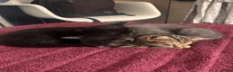 American Shorthair cats for sale: 5 female tabbys  in Morden - Advert 1