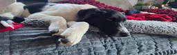 Mixed Breed dogs for adoption: ANGEL by name & nature - new videos added 13/3 - Advert 6