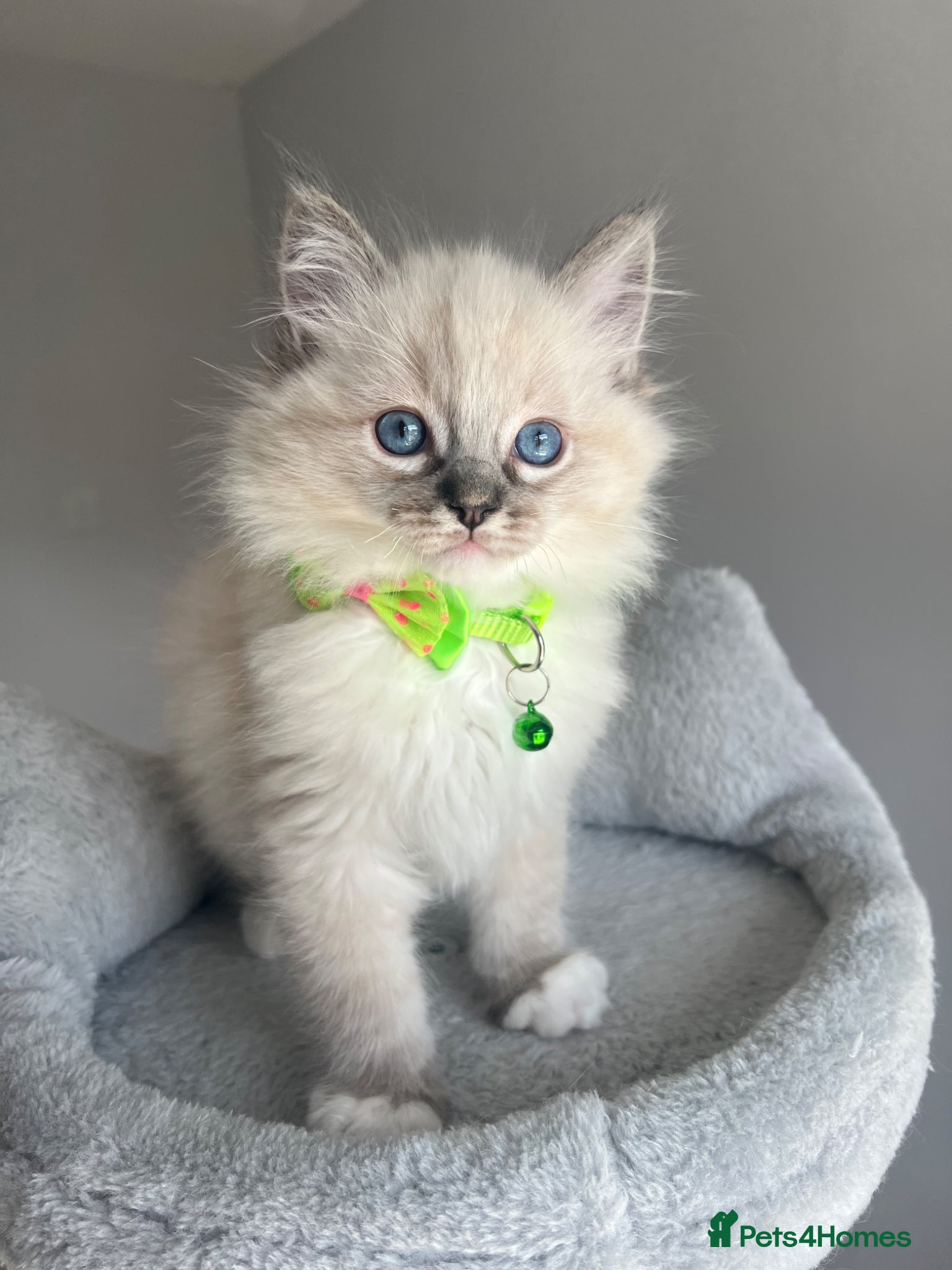 Ragdoll cats GCCF ragdoll kittens for sale - Advert 5