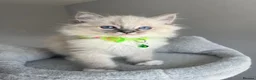 Ragdoll cats for sale: GCCF ragdoll kittens for sale - Advert 5