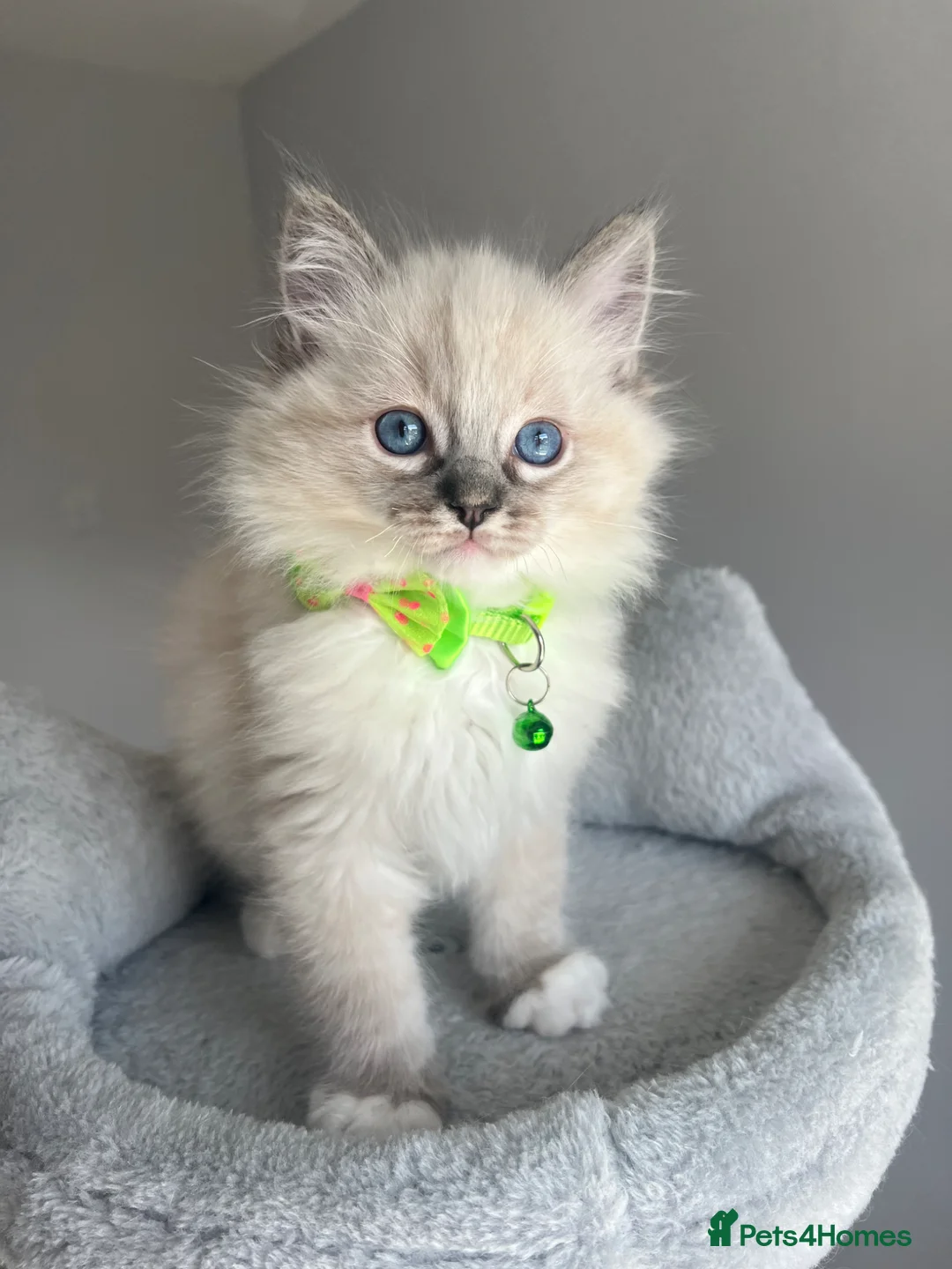 Ragdoll cats for sale: GCCF ragdoll kittens for sale - Advert 1