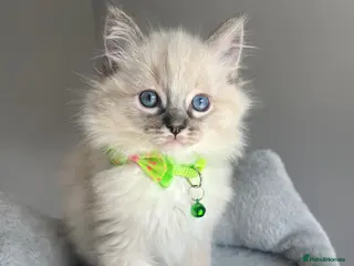 Ragdoll cats GCCF ragdoll kittens for sale - Advert 5