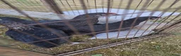 Chickens poultry for sale: Pekin lavender cuckoo bantams and burford brown  - Advert 9