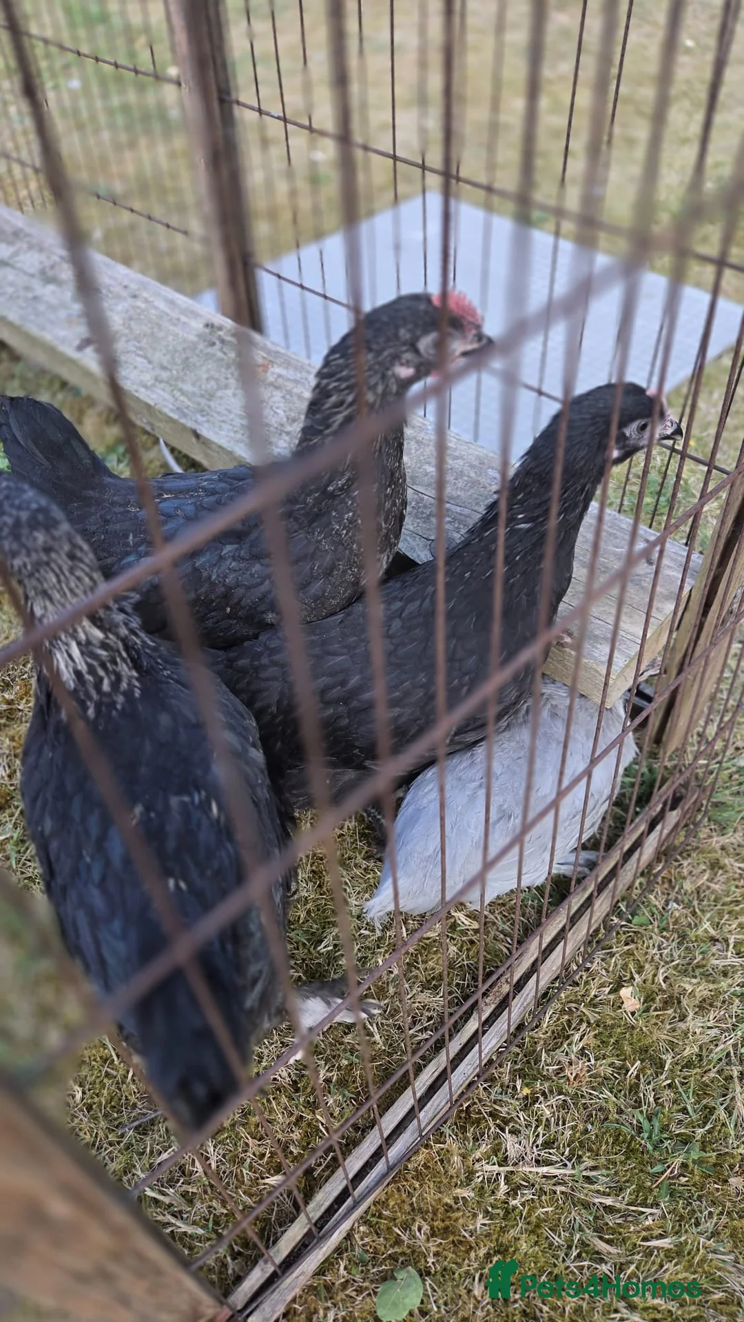 Chickens poultry for sale: Pekin lavender cuckoo bantams and burford brown  - Advert 9