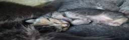Russian Blue cats for sale: Blue Russian Babies For Sale  in Swansea - Advert 6