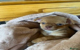 Chorkie dogs for sale: Chorkies - Advert 8