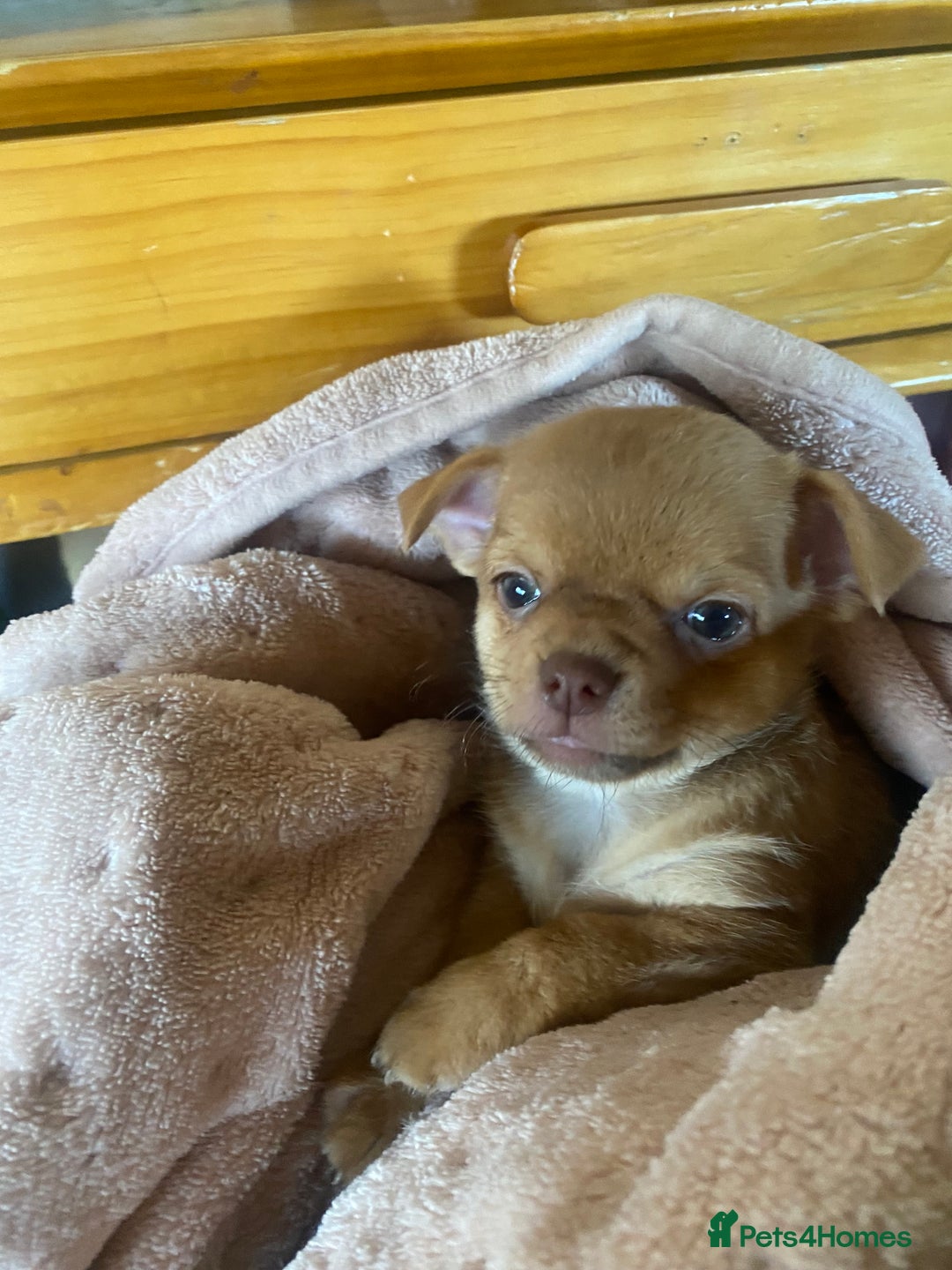 Chorkie dogs for sale: Chorkies - Advert 8