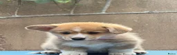 Welsh Corgi Pembroke dogs for sale: Champion Sired Corgi Pembroke puppies available  - Advert 4