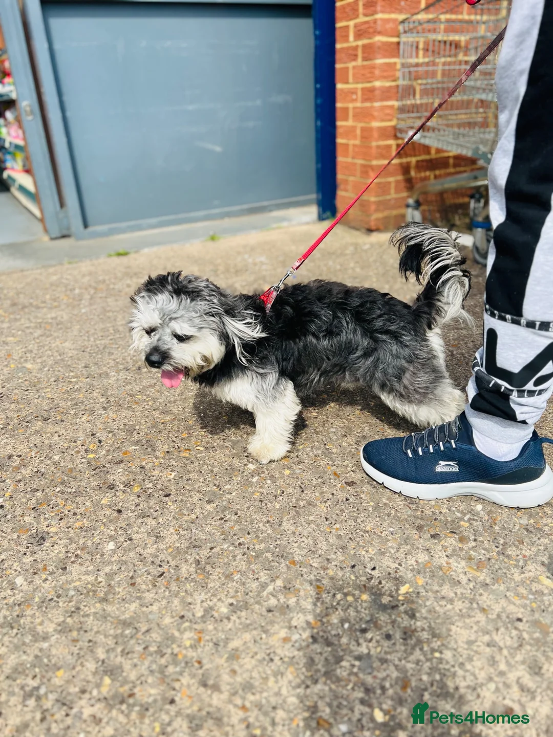 Mixed Breed dogs for sale: Tedy it s looking for a home  - Advert 5