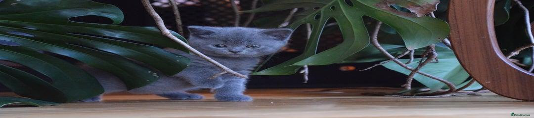 British Shorthair Kitten 6