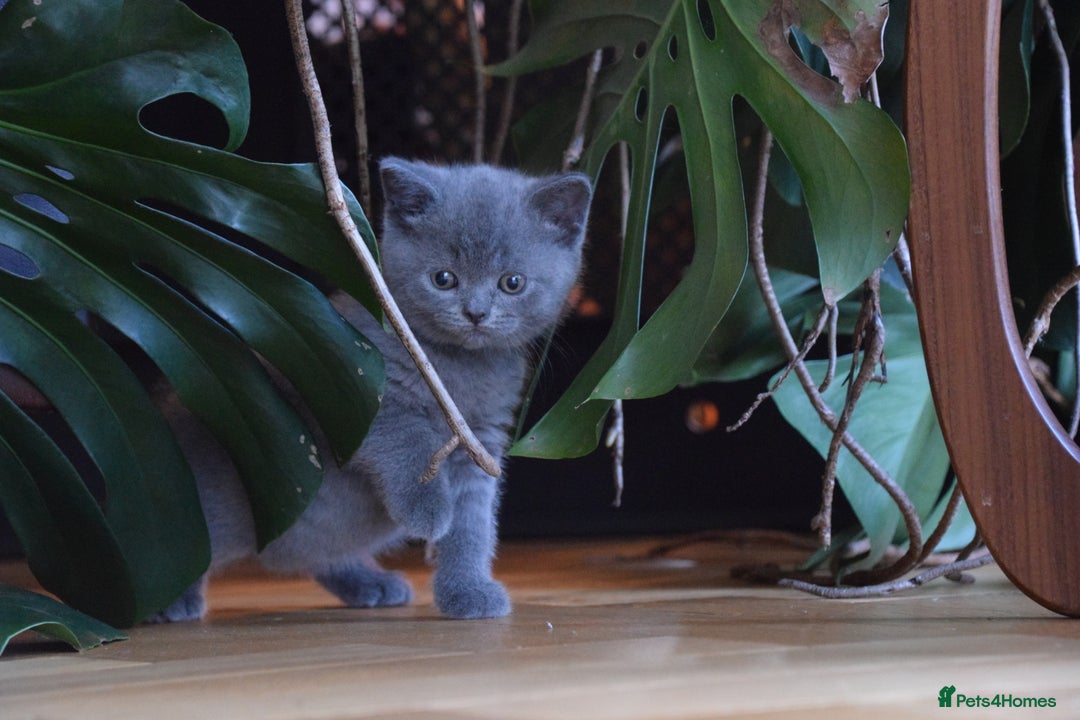 British Shorthair cats for sale: BSH Blue kittens, 3xgirls 3xboys - Image 6