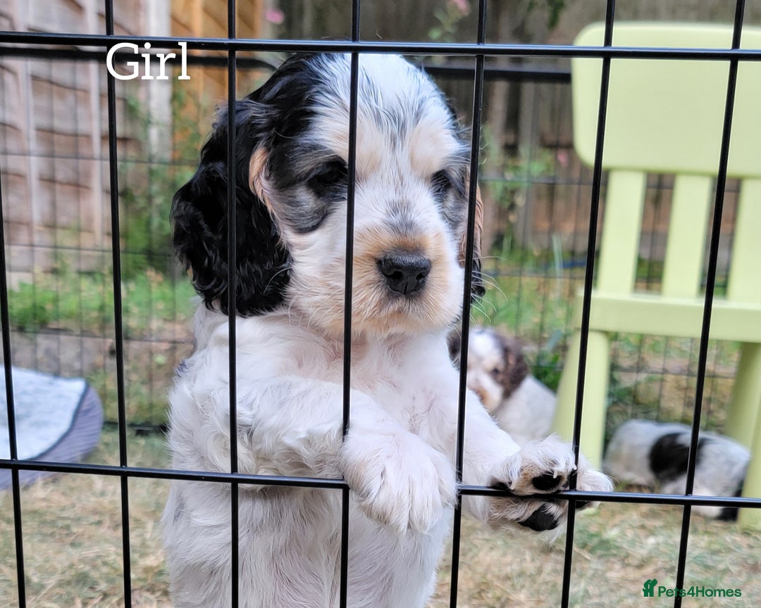 Cocker Spaniel dogs for sale: Blue Roan Tan-Sable Cocker Spaniel– KC bloodline - Image 22