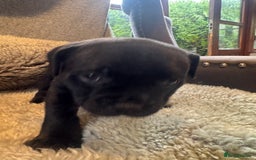 Staffordshire Bull Terrier dogs for sale: High Quality Blue & Black Staffy Puppies - Image 10