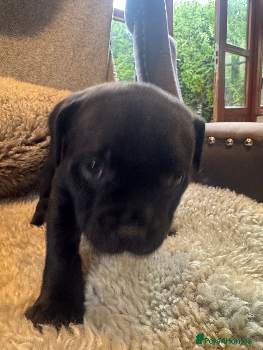 Staffordshire Bull Terrier dogs for sale: High Quality Blue & Black Staffy Puppies - Image 10