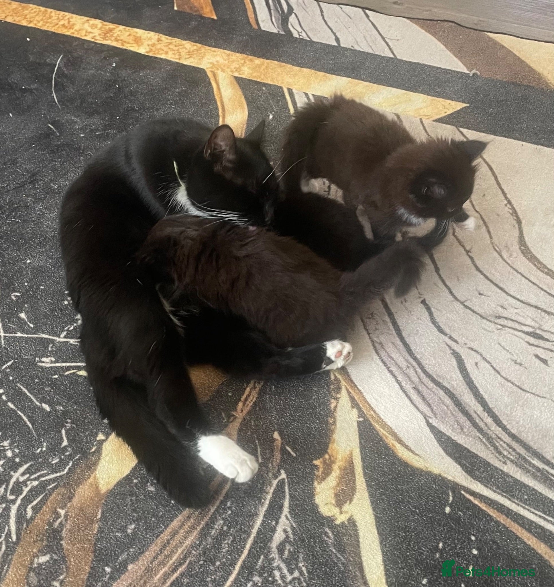 Mixed Breed cats 3 gorgeous fluffy kittens for sale - Advert 8
