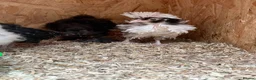 Mixed Breed poultry for sale: Rumpless Arucana Hen Polish, Brahma, silkie chicks - Advert 30