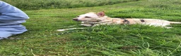 Mixed Breed dogs for adoption: PANDORA – A Beautiful Soul for a Loving Home in Wisbech - Advert 9