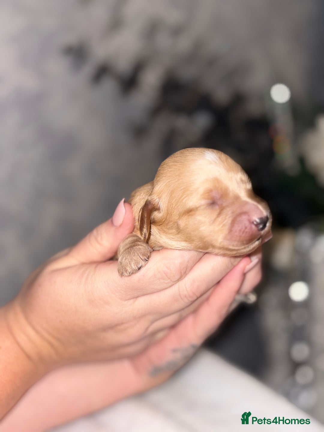 Cockapoo dogs for sale: F1B Cockapoo’s - Advert 13