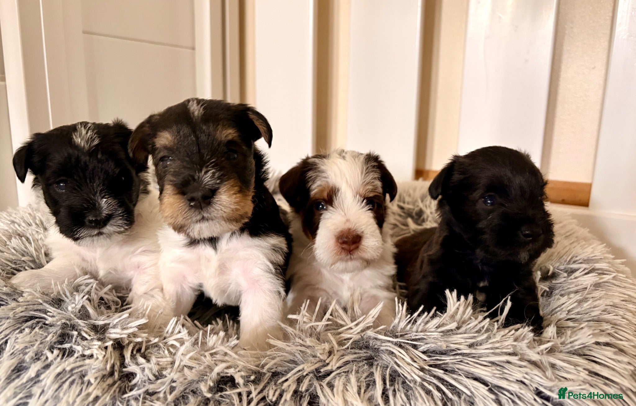 Miniature Schnauzer dogs KC BVA H/T Chocolate Parti & Black Mini Schnauzer - Advert 4