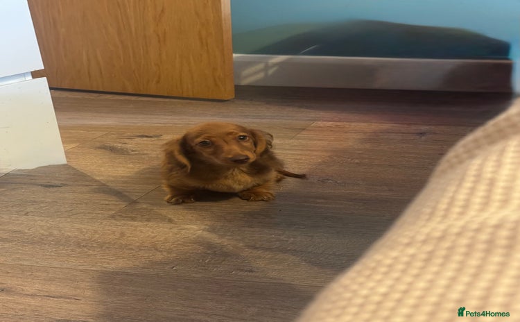 Miniature Dachshund dogs - Advert 16