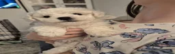 Bichon Frise dogs for sale: Beautiful Puppy bichon Frisé Needs a good home - Advert 13
