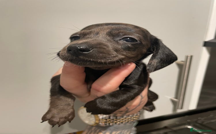 Miniature Dachshund dogs - Advert 2