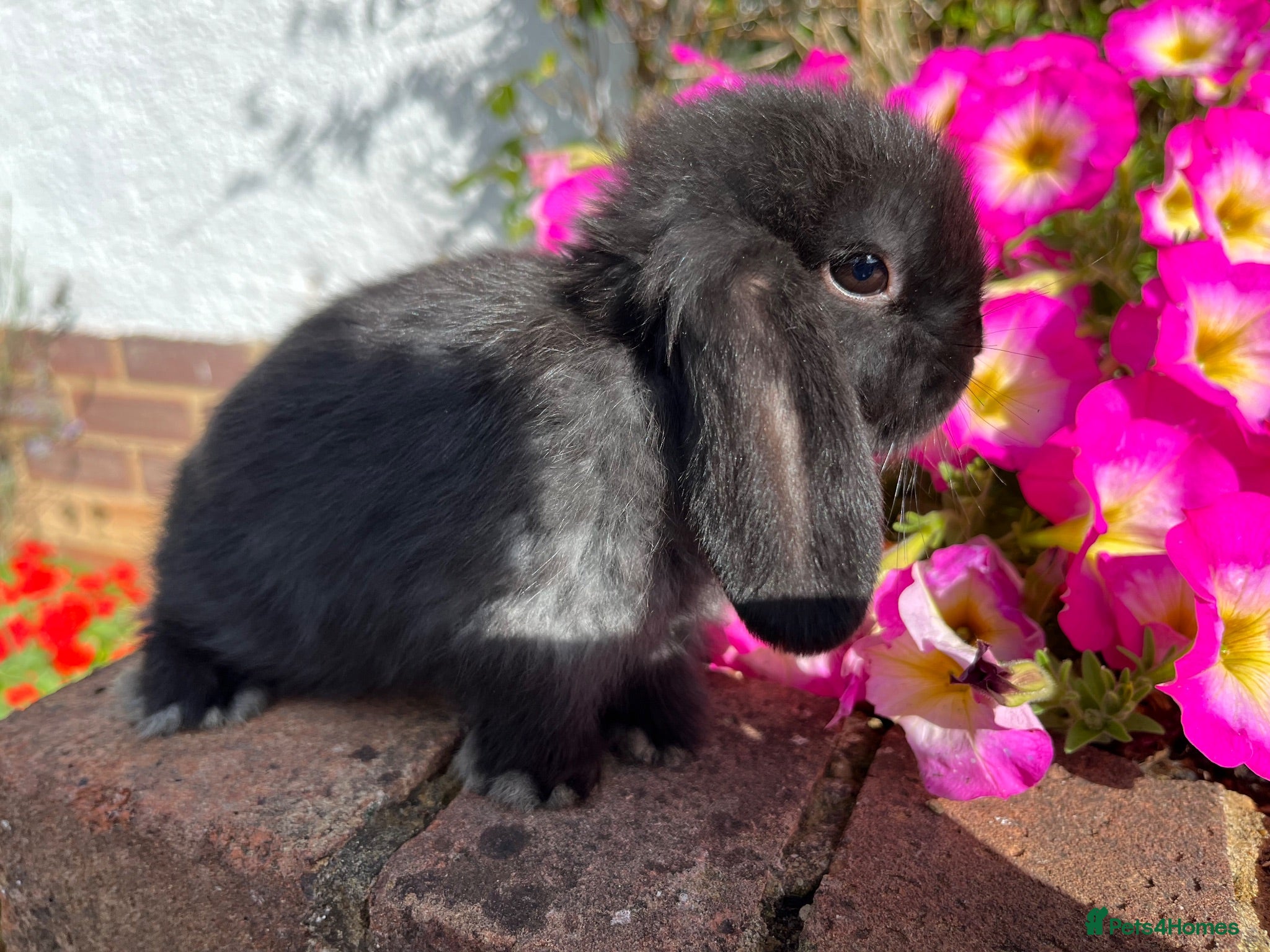 Mini Lop rabbits 6 mini lop babies RTL 10th September - Advert 1