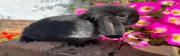 Mini Lop rabbits for sale: 6 mini lop babies RTL 10th September - Advert 1