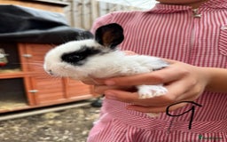 Mixed Breed rabbits for sale: Mixed breed baby bunnies  - Image 9