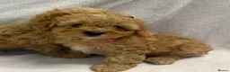 Cavapoo dogs for sale: Bred From Health Tested Parents Cavapoo Girls - Advert 10