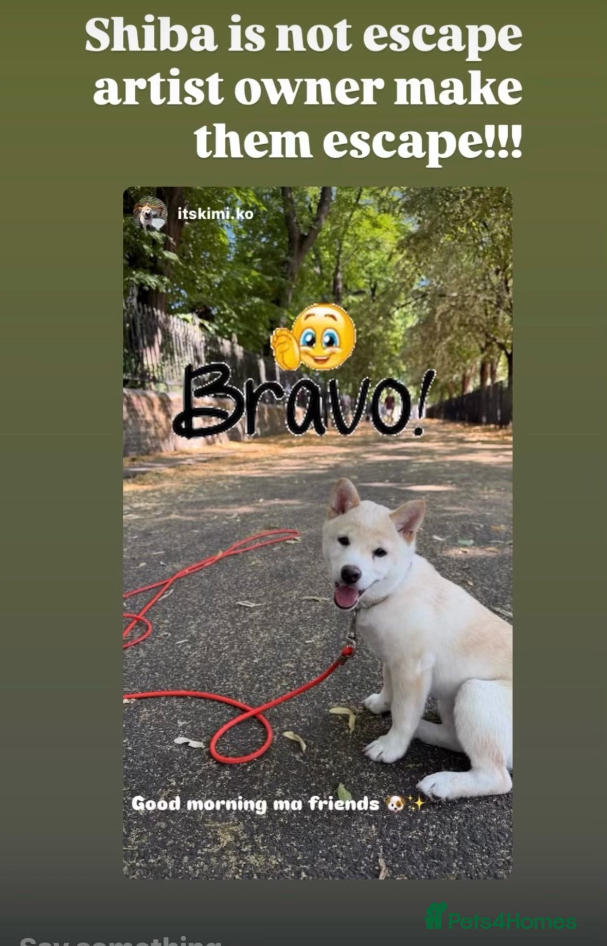 Japanese Shiba Inu dogs Confidence Comes With Time outstanding shiba 🇯🇵 - Advert 7