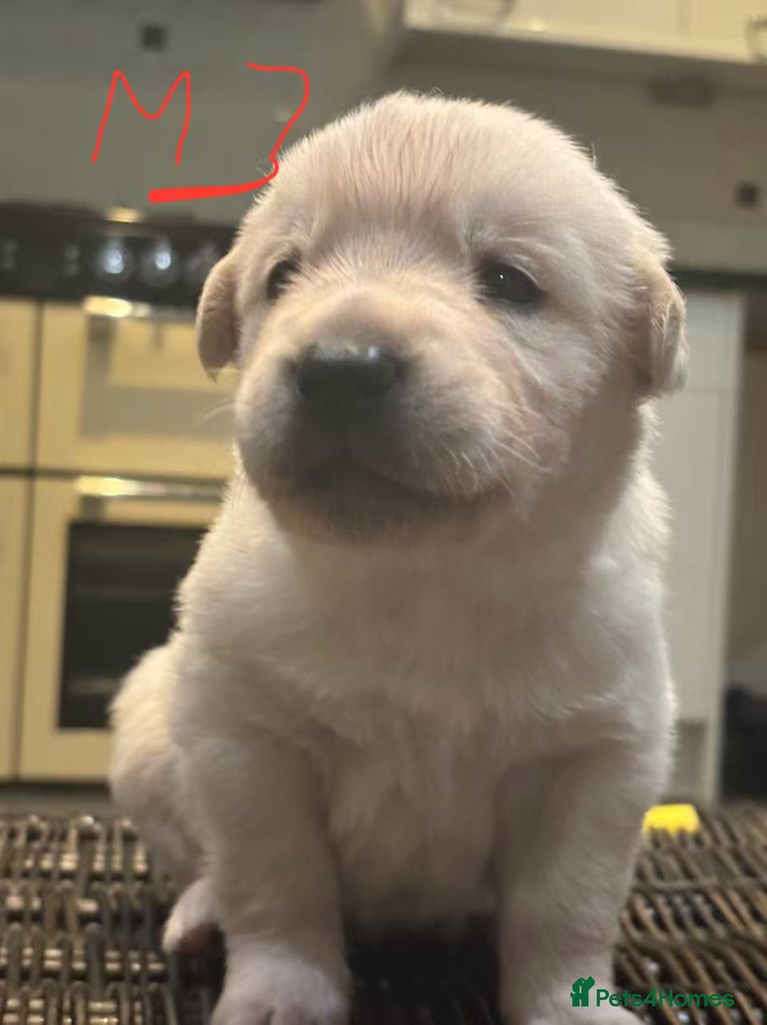 Mixed Breed dogs for sale: puppies for sale - Advert 8