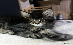Maine Coon cats for sale: maine coon - Image 1