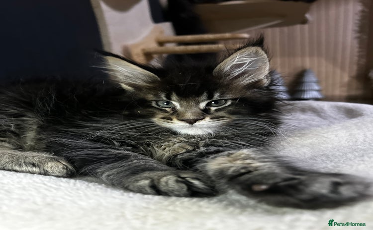 Maine Coon cats - Advert 12