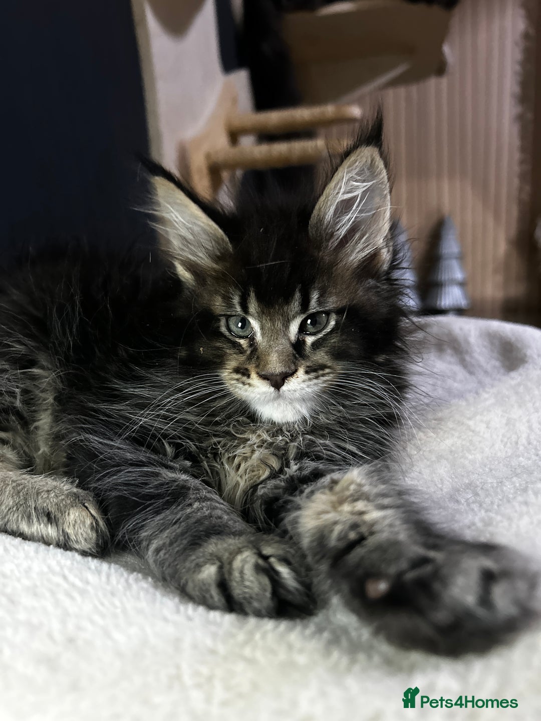 Maine Coon cats for sale: maine coon - Image 1